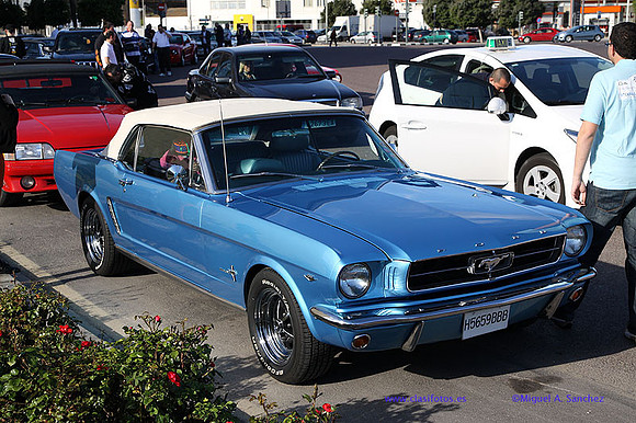 CabalgadaMustang364