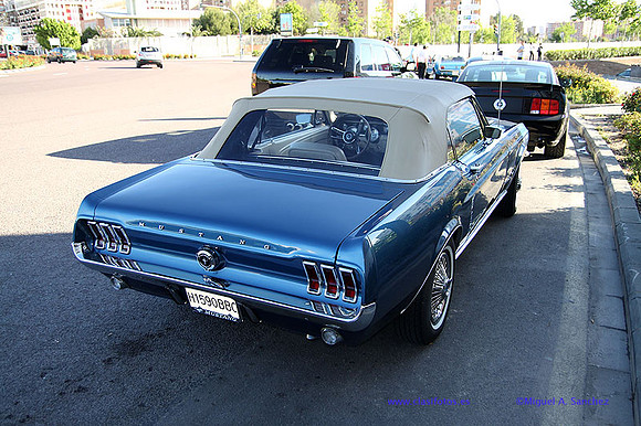 CabalgadaMustang346