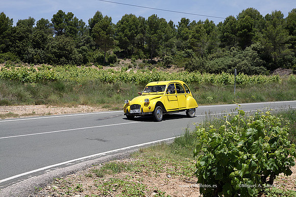 VIIConcentracionUtiel526